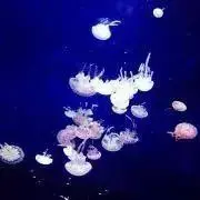 七瀬