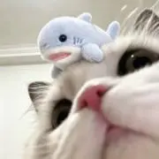 うさめの画像