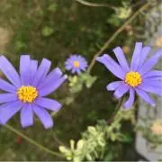 すーの画像