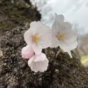 KSの画像