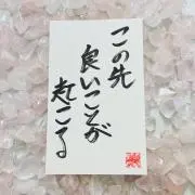 せいせいの画像