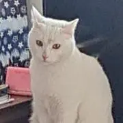 ヨルモ