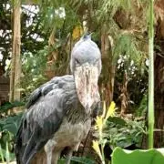 みえ・シュービルの画像