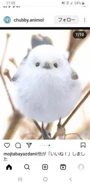 Jankoの画像