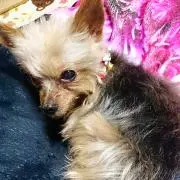 nachico.の画像