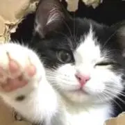 タロ
