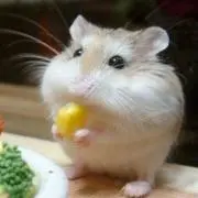 サイタマの画像