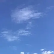 lotusteaの画像