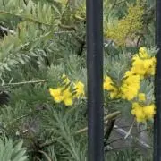 __ni★プロフ必読の画像