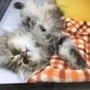 Yuzuの画像