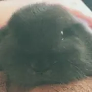 もちの画像