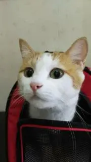 ハチワレ