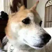 チーム保護犬千葉の画像