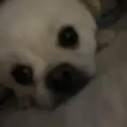 だいふくの画像