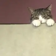 ケンゾー⭐