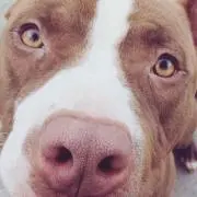 dogo