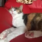 ぺいすの画像