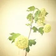 tarrの画像