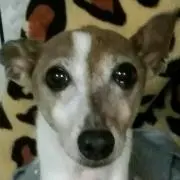 雛ちゃんママの画像