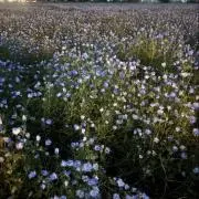 かの画像