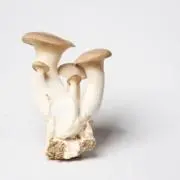ERINGIの画像