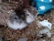 みぃ。