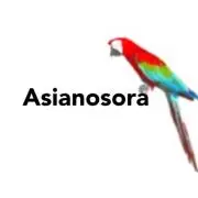 Asianosora 【羽根専門店】の画像