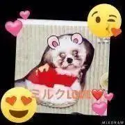 みるちゃんの画像