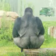shoの画像