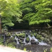 みどりのたぬきの画像