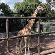 あるの画像