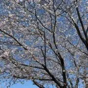 たくの画像