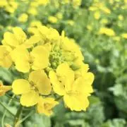 rape blossomsの画像