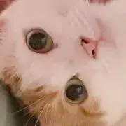 Selfeedの画像