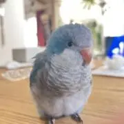 Azure