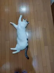 ちの画像