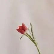 黄色の画像