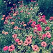 chai▷▶︎の画像