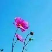まことの画像
