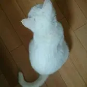 白ニャンコ