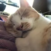 フタリナラ