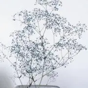 irの画像