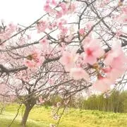 K初心者の画像