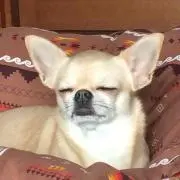 kuu