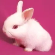 ゆーこの画像
