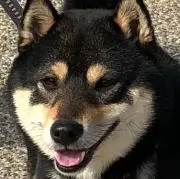 みーちゃんの画像