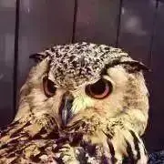 もももの画像