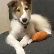 みーの画像