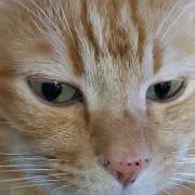 のすけ【プロフ必読願います】の画像