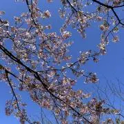 korotanの画像